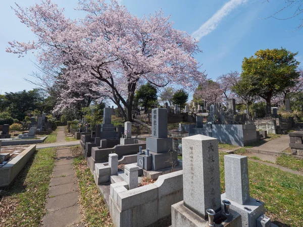 Třešňové Květy Japonsku Tokio — Stock fotografie