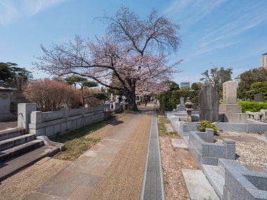 Japonya 'da kiraz çiçekleri, Tokyo