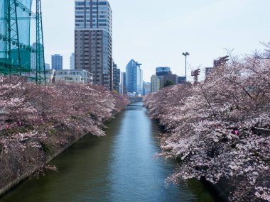 Japonya 'da kiraz çiçekleri, Tokyo