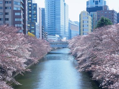 Japonya 'da kiraz çiçekleri, Tokyo