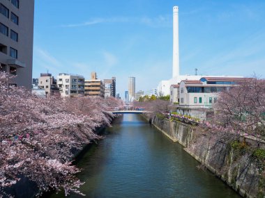 Japonya 'da kiraz çiçekleri, Tokyo