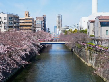 Japonya 'da kiraz çiçekleri, Tokyo