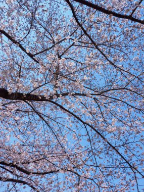 Japonya 'da kiraz çiçekleri, Tokyo