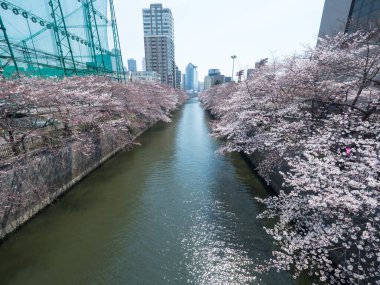 Japonya 'da kiraz çiçekleri, Tokyo