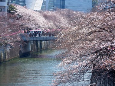 Japonya 'da kiraz çiçekleri, Tokyo
