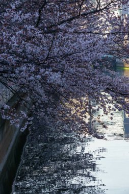 Japonya 'da kiraz çiçekleri, Tokyo