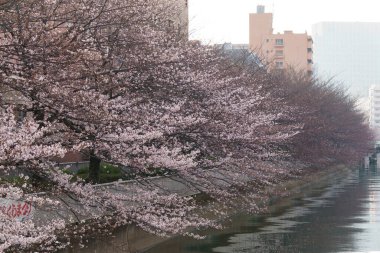Japonya 'da kiraz çiçekleri, Tokyo