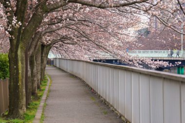 Japonya 'da kiraz çiçekleri, Tokyo