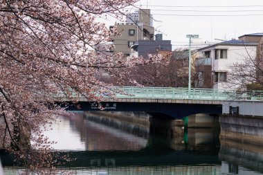 Japonya 'da kiraz çiçekleri, Tokyo