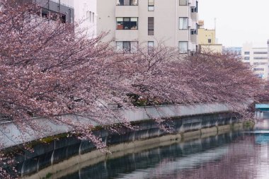 Japonya 'da kiraz çiçekleri, Tokyo
