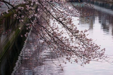 Japonya 'da kiraz çiçekleri, Tokyo