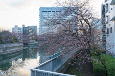 Japonya 'da kiraz çiçekleri, Tokyo
