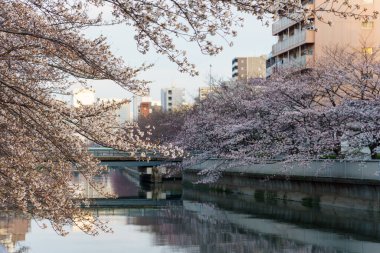 Japonya 'da kiraz çiçekleri, Tokyo