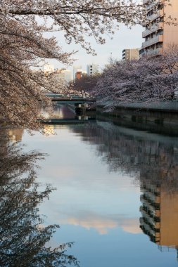 Japonya 'da kiraz çiçekleri, Tokyo