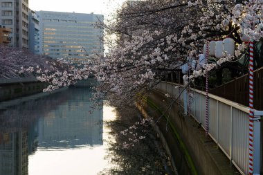 Japonya 'da kiraz çiçekleri, Tokyo