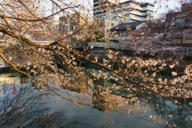 Japonya 'da kiraz çiçekleri, Tokyo