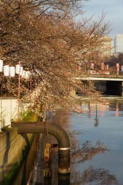 Japonya 'da kiraz çiçekleri, Tokyo