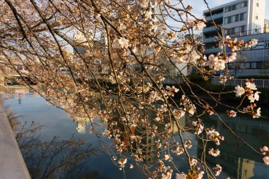 Japonya 'da kiraz çiçekleri, Tokyo