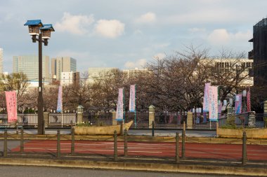 Japonya 'da kiraz çiçekleri, Tokyo