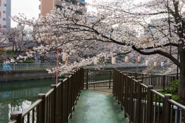 Japonya 'da kiraz çiçekleri, Tokyo