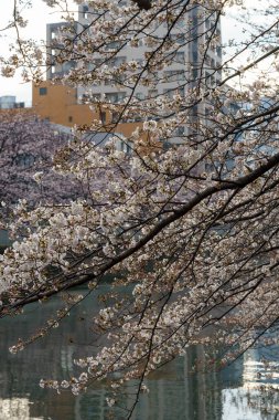 Japonya 'da kiraz çiçekleri, Tokyo