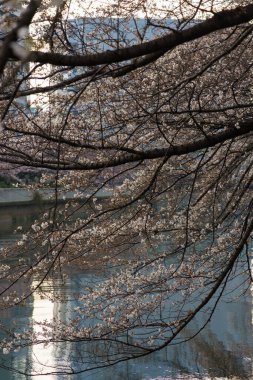 Japonya 'da kiraz çiçekleri, Tokyo