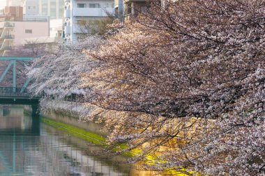 Japonya 'da kiraz çiçekleri, Tokyo