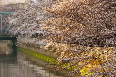 Japonya 'da kiraz çiçekleri, Tokyo