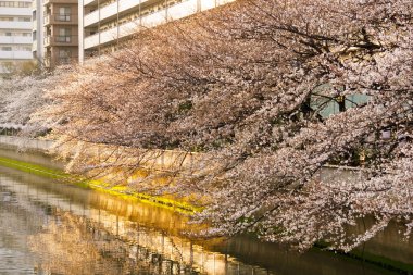 Japonya 'da kiraz çiçekleri, Tokyo