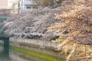 Japonya 'da kiraz çiçekleri, Tokyo