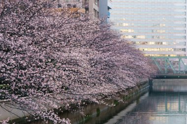Japonya 'da kiraz çiçekleri, Tokyo