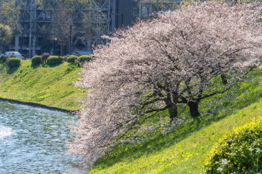 Japonya 'da kiraz çiçekleri, Tokyo