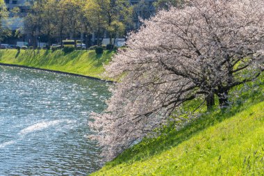 Japonya 'da kiraz çiçekleri, Tokyo