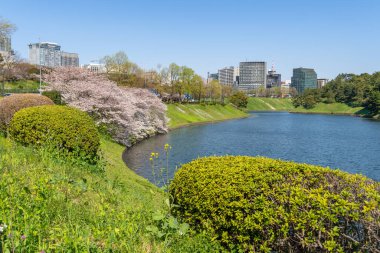 Japonya 'da kiraz çiçekleri, Tokyo