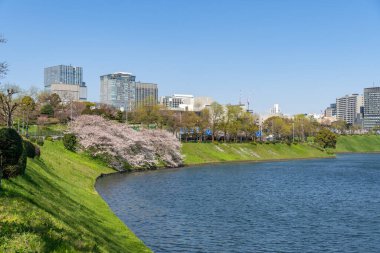 Japonya 'da kiraz çiçekleri, Tokyo