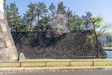 Japonya 'da kiraz çiçekleri, Tokyo
