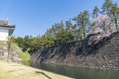 Japonya 'da kiraz çiçekleri, Tokyo