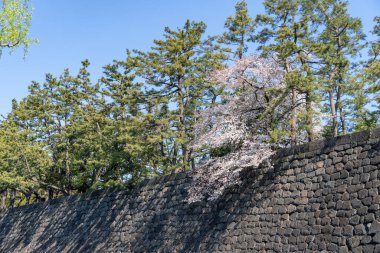 Japonya 'da kiraz çiçekleri, Tokyo