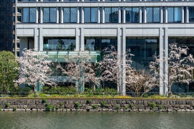 Japonya 'da kiraz çiçekleri, Tokyo