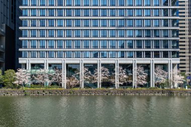 Japonya 'da kiraz çiçekleri, Tokyo