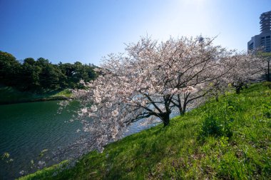 Japonya 'da kiraz çiçekleri, Tokyo