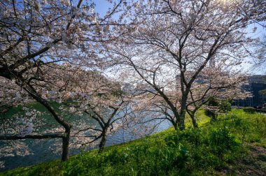 Japonya 'da kiraz çiçekleri, Tokyo