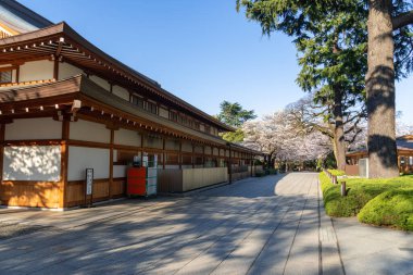 Japonya 'da kiraz çiçekleri, Tokyo
