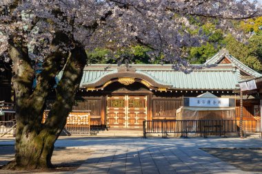 Japonya 'da kiraz çiçekleri, Tokyo