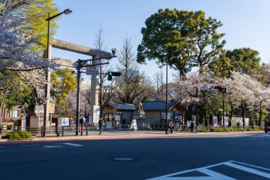 Japonya 'da kiraz çiçekleri, Tokyo