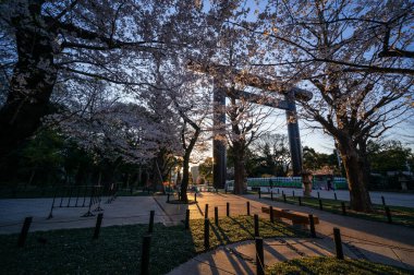 Japonya 'da kiraz çiçekleri, Tokyo
