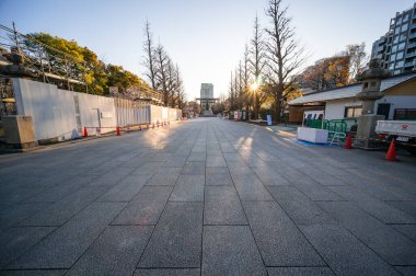 Japonya 'da kiraz çiçekleri, Tokyo
