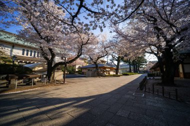 Japonya 'da kiraz çiçekleri, Tokyo