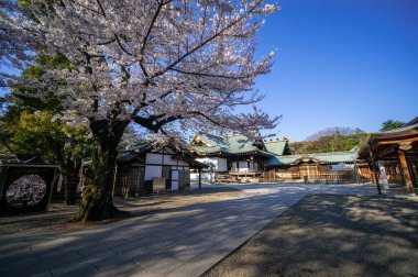 Japonya 'da kiraz çiçekleri, Tokyo