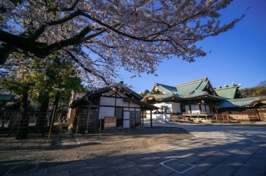 Japonya 'da kiraz çiçekleri, Tokyo